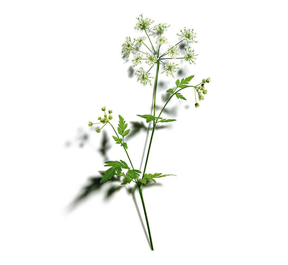 Cerfeuil des bois -Extrait de cerfeuil des bois bio-Anthriscus sylvestris extract